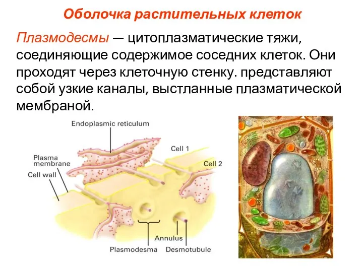 Оболочка растительных клеток Плазмодесмы — цитоплазматические тяжи, соединяющие содержимое соседних клеток. Они