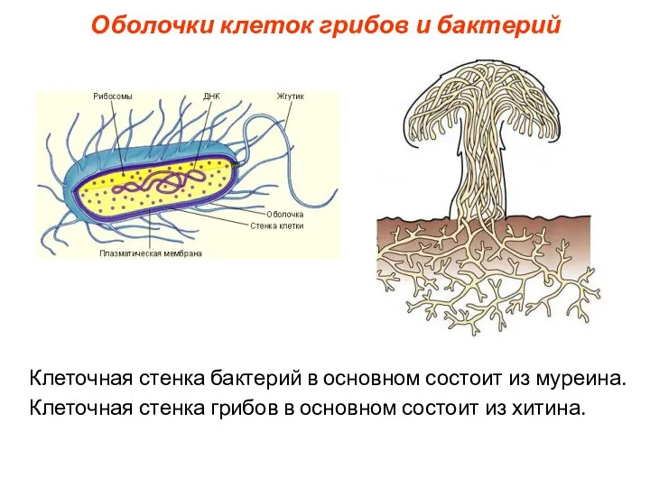 Оболочки клеток грибов и бактерий Клеточная стенка бактерий в основном состоит из