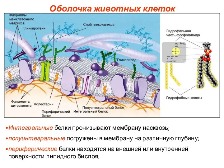 Интегральные белки пронизывают мембрану насквозь; полуинтегральные погружены в мембрану на различную глубину;