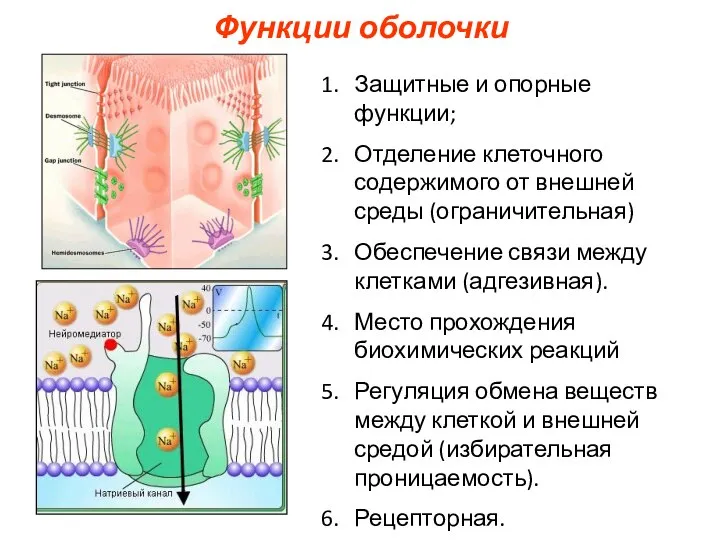 Защитные и опорные функции; Отделение клеточного содержимого от внешней среды (ограничительная) Обеспечение