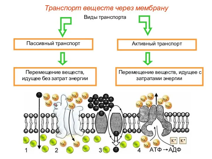 Виды транспорта Пассивный транспорт Активный транспорт Перемещение веществ, идущее без затрат энергии