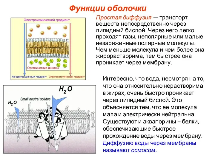 Функции оболочки Простая диффузия — транспорт веществ непосредственно через липидный бислой. Через