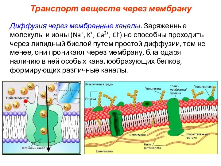 Транспорт веществ через мембрану Диффузия через мембранные каналы. Заряженные молекулы и ионы