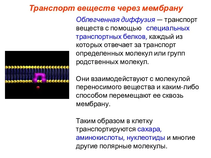 Транспорт веществ через мембрану Облегченная диффузия — транспорт веществ с помощью специальных