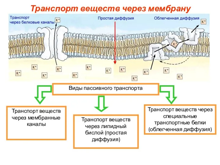 Виды пассивного транспорта Транспорт веществ через липидный бислой (простая диффузия) Транспорт веществ