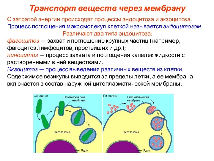 Транспорт веществ через мембрану С затратой энергии происходят процессы эндоцитоза и экзоцитоза.