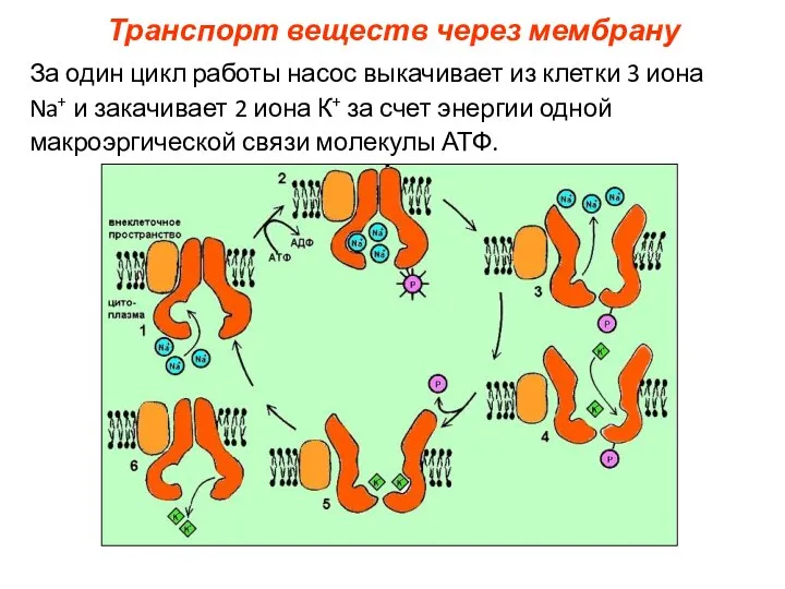 Транспорт веществ через мембрану За один цикл работы насос выкачивает из клетки