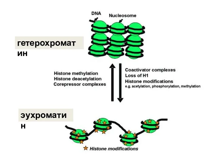 гетерохроматин эухроматин