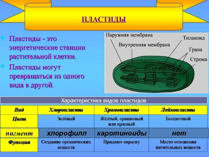 хлорофилл каротиноиды нет пигмент