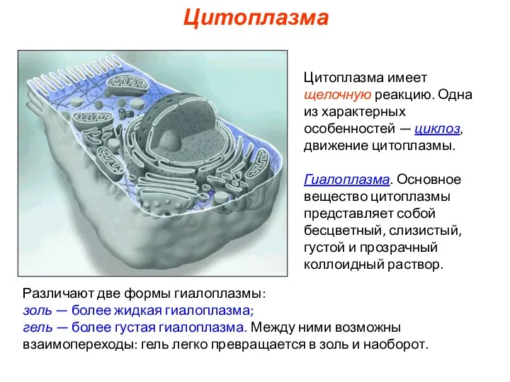 Цитоплазма имеет щелочную реакцию. Одна из характерных особенностей — циклоз, движение цитоплазмы.