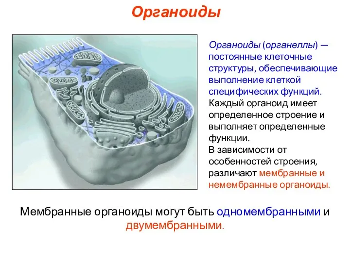 Органоиды (органеллы) — постоянные клеточные структуры, обеспечивающие выполнение клеткой специфических функций. Каждый