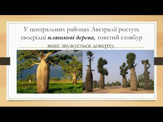 У центральних районах Австралії ростуть своєрідні пляшкові дерева, товстий стовбур яких звужується доверху.