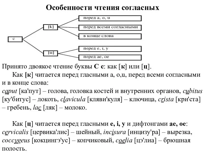 Особенности чтения согласных Принято двоякое чтение буквы С с: как [к] или