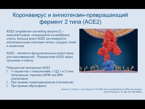 Коронавирус и ангиотензин-превращающий фермент 2 типа (ACE2) ACE2 (angiotensin converting enzyme 2)