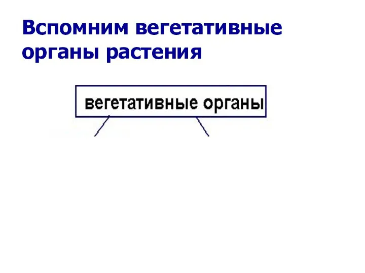 Вспомним вегетативные органы растения