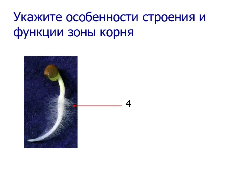 Укажите особенности строения и функции зоны корня 4