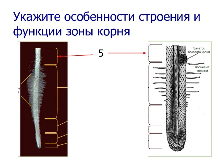 Укажите особенности строения и функции зоны корня 5