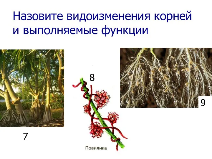 Назовите видоизменения корней и выполняемые функции 7 8 9