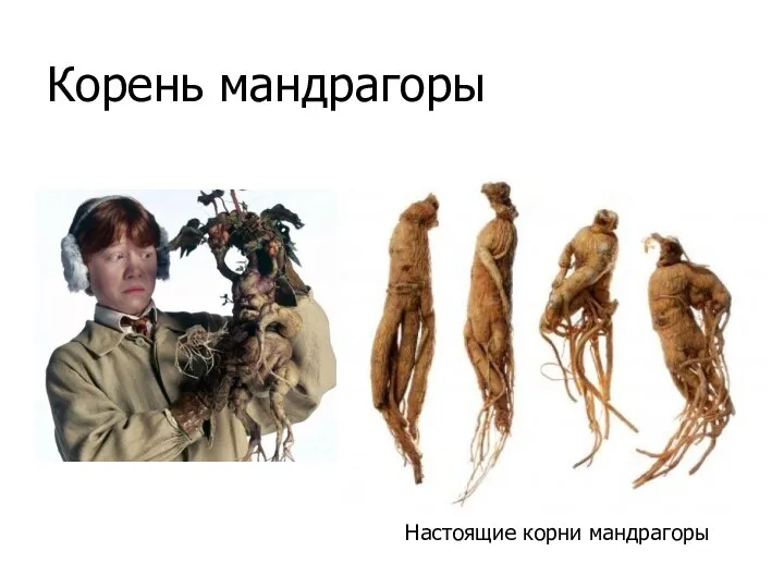 Корень мандрагоры Настоящие корни мандрагоры