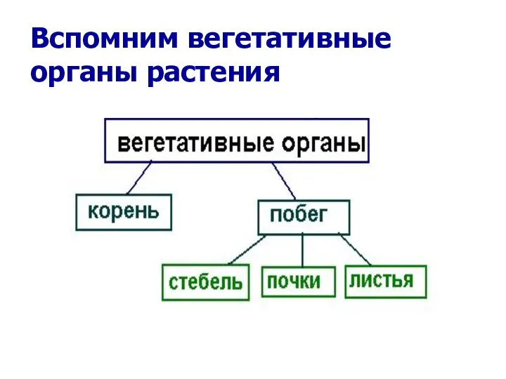 Вспомним вегетативные органы растения