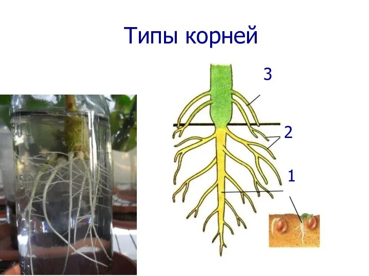 Типы корней 1 3 2