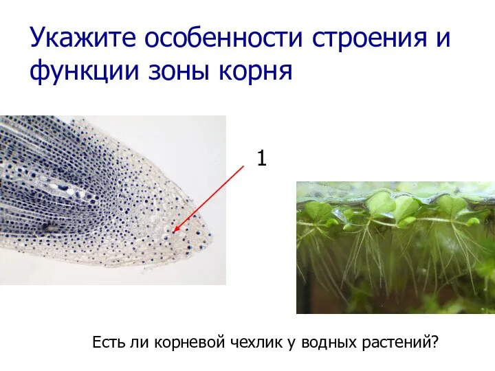 Укажите особенности строения и функции зоны корня 1 Есть ли корневой чехлик у водных растений?