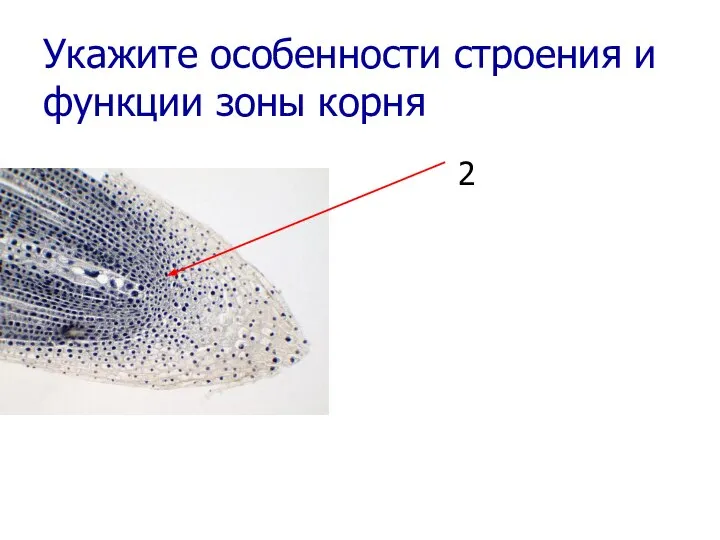 Укажите особенности строения и функции зоны корня 2