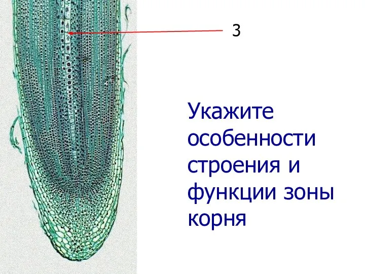 Укажите особенности строения и функции зоны корня 3