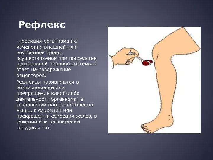 Pефлекс - реакция организма на изменения внешней или внутренней среды, осуществляемая при