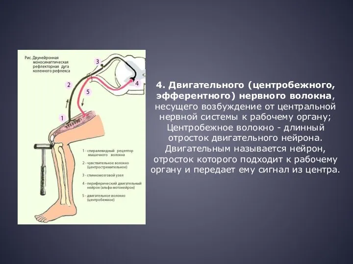 4. Двигательного (центробежного, эфферентного) нервного волокна, несущего возбуждение от центральной нервной системы