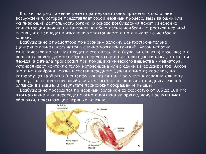 В ответ на раздражение рецептора нервная ткань приходит в состояние возбуждения, которое