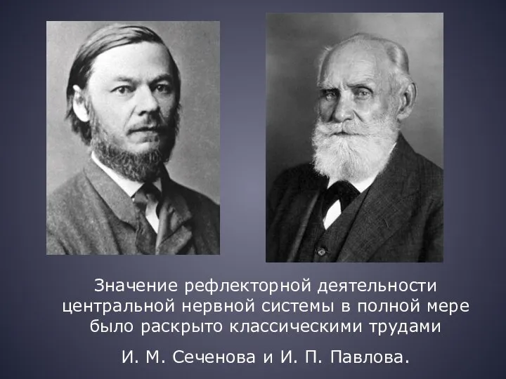 Значение рефлекторной деятельности центральной нервной системы в полной мере было раскрыто классическими