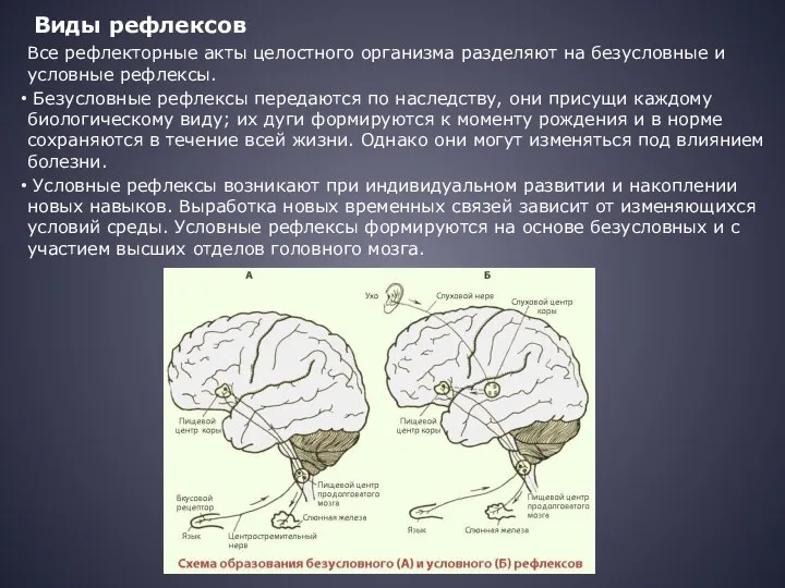 Виды рефлексов Все рефлекторные акты целостного организма разделяют на безусловные и условные