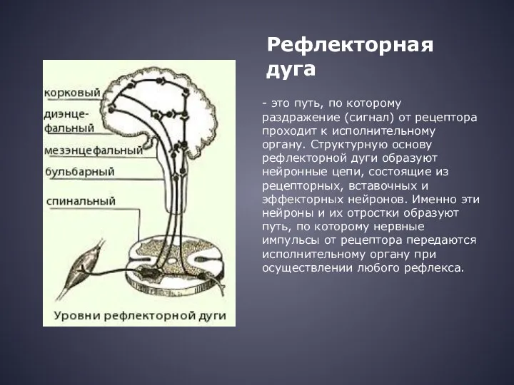 Рефлекторная дуга - это путь, по которому раздражение (сигнал) от рецептора проходит