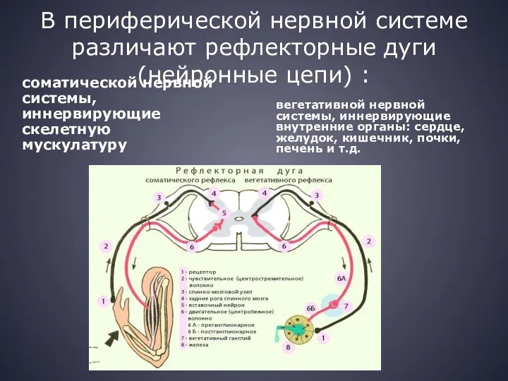 В периферической нервной системе различают рефлекторные дуги (нейронные цепи) : соматической нервной