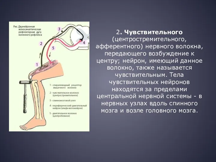 2. Чувствительного (центростремительного, афферентного) нервного волокна, передающего возбуждение к центру; нейрон, имеющий