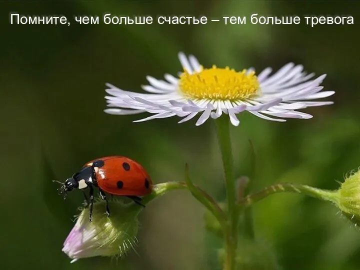 Помните, чем больше счастье – тем больше тревога