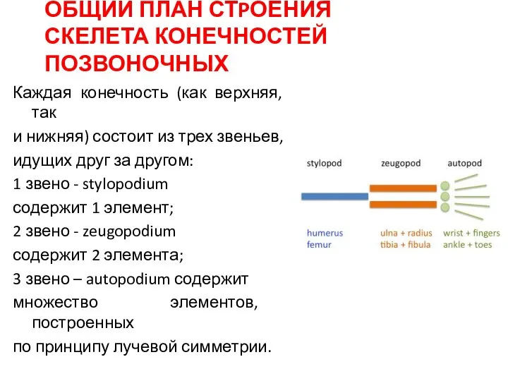 ОБЩИЙ ПЛАН СТPОЕНИЯ СКЕЛЕТА КОНЕЧНОСТЕЙ ПОЗВОНОЧНЫХ Каждая конечность (как верхняя, так и