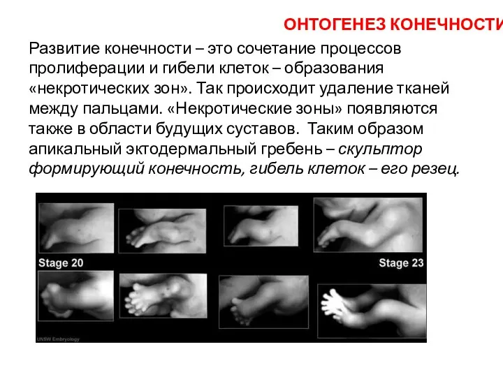 Развитие конечности – это сочетание процессов пролиферации и гибели клеток – образования