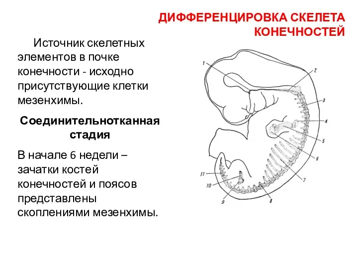 Источник скелетных элементов в почке конечности - исходно присутствующие клетки мезенхимы. Соединительнотканная