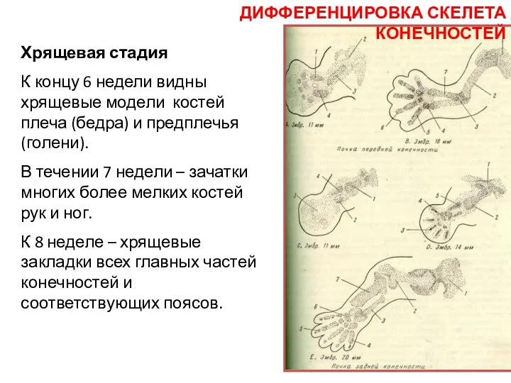 Хрящевая стадия К концу 6 недели видны хрящевые модели костей плеча (бедра)