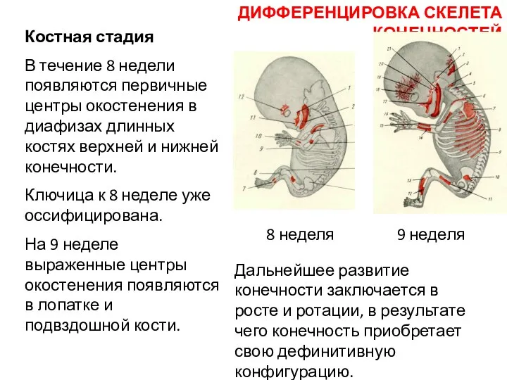 8 неделя Костная стадия В течение 8 недели появляются первичные центры окостенения