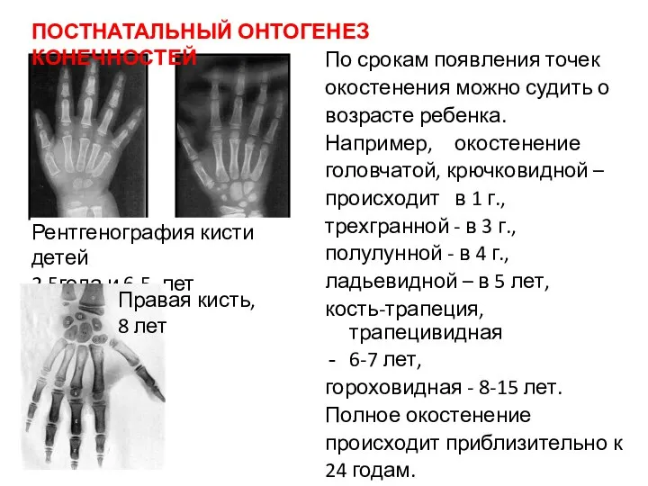 По срокам появления точек окостенения можно судить о возрасте ребенка. Например, окостенение