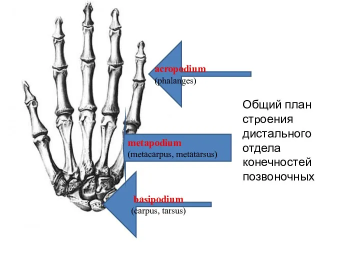 Общий план стpоения дистального отдела конечностей позвоночных basipodium (carpus, tarsus) metapodium (metacarpus, metatarsus) аcropodium (phalanges)