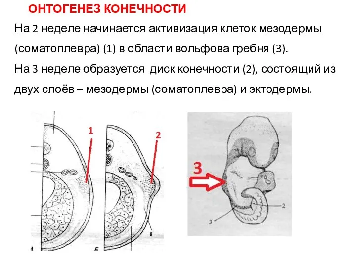 На 2 неделе начинается активизация клеток мезодермы (соматоплевра) (1) в области вольфова