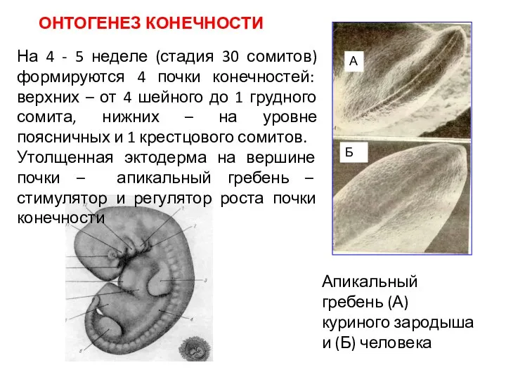 Апикальный гребень (А) куриного зародыша и (Б) человека А Б На 4