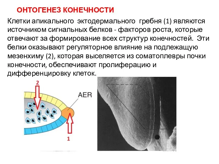 Клетки апикального эктодермального гребня (1) являются источником сигнальных белков - факторов роста,