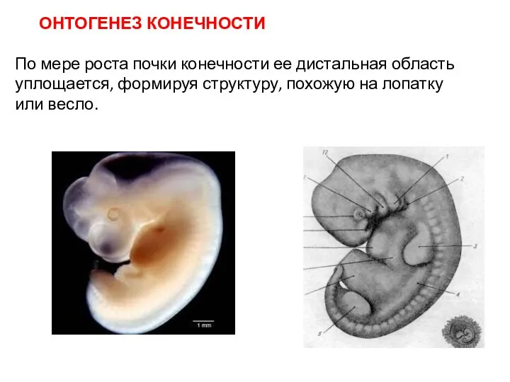 По мере роста почки конечности ее дистальная область уплощается, формируя структуру, похожую