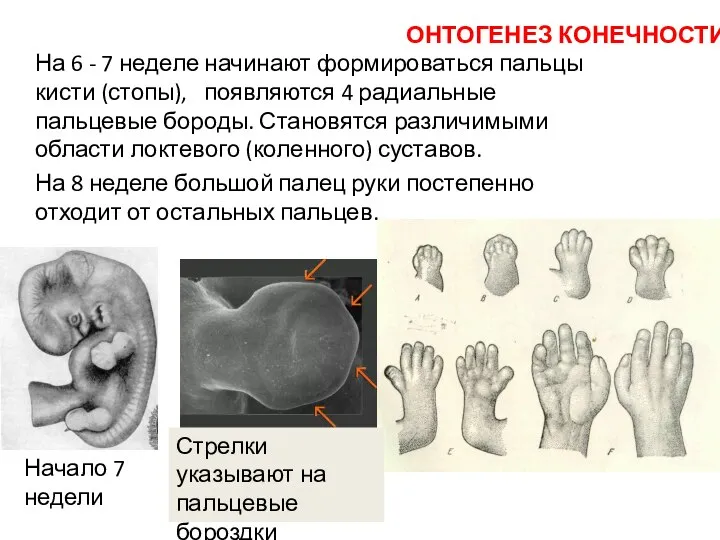На 6 - 7 неделе начинают формироваться пальцы кисти (стопы), появляются 4