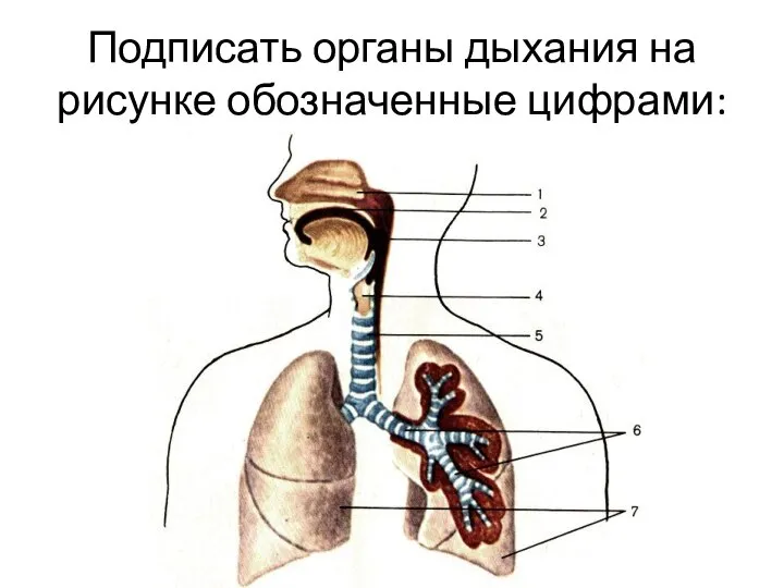 Подписать органы дыхания на рисунке обозначенные цифрами: